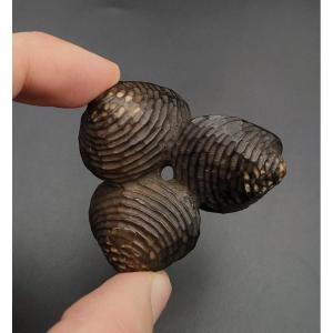 Netsuke - Three Clams Joined Together - Wood - Japan - 19th Century