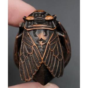 Netsuke - Cicada On A Nut - Wood - 19th Century