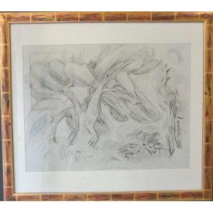 Masson André (1896-1987) "trees In The Mistral", 1947 Graphite On Paper Signed 41x54 Cm