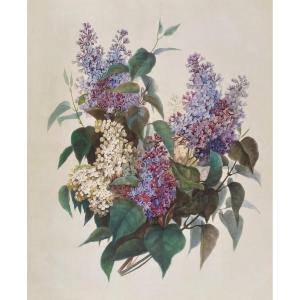 Watercolored Lithograph Flowers Bunch Of Lilacs After Pauline Girardin