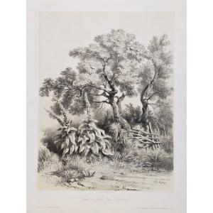  Trees Landscape After Hubert 19th Century Lithograph Old Print