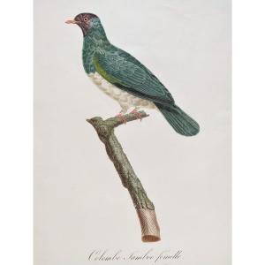 Etching Jamboo Dove  Watercolored Engraving 19th Century