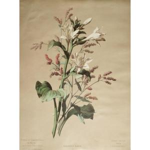 White Daylily Flowers After Chabal Dussurgey Botanical Lithograph 19th C