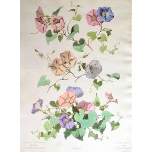 Volubilis Flowers Botanical Watercolored Lithograph By Chabal Dussurgey 19th C Old Print