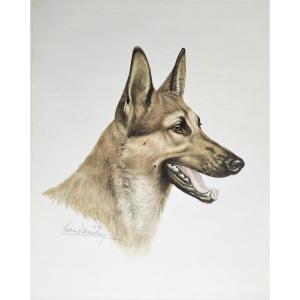 Alsatian Dog Lithograph By Léon Danchin 20th C Old Print Animal Portrait
