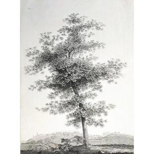 Landscape Study The Tree Empire Period Etching 19th C Old Print