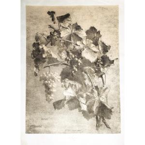 Large Antique Lithograph Grapes 19th C Old Print