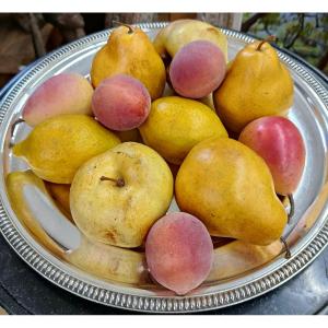 12 Decorative Fruits In A 50s Composition