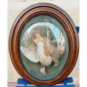 Pair Of Trophies Of Birds Under Curved Glasses XIX