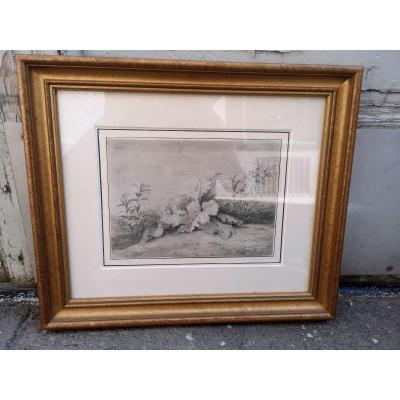 Drawing Study Of Acanthus Leaves And Plants Signed B. Hilair Nineteenth