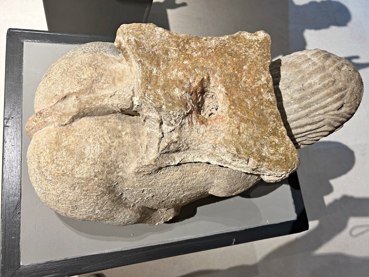 Leone marino stiloforo in pietra peperina, XII secolo.-photo-4