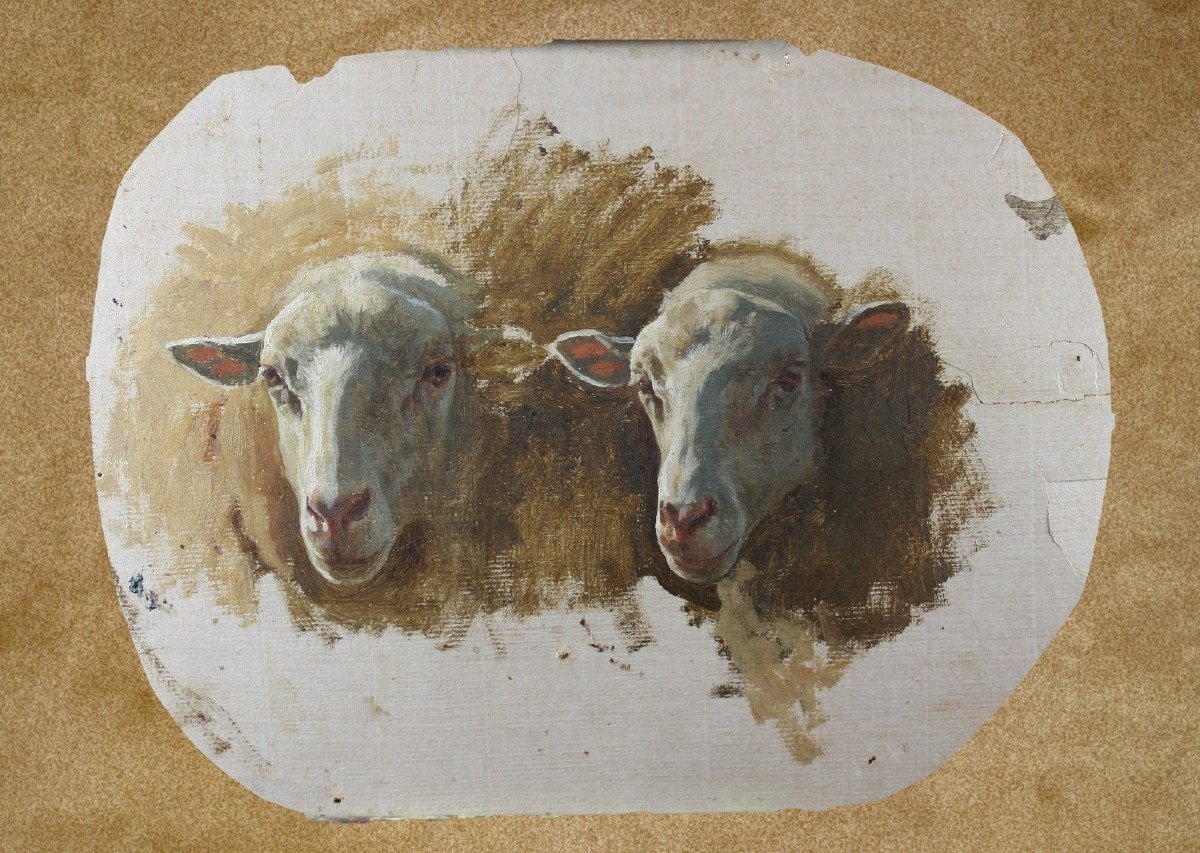 Auguste Bonheur Studio per teste di pecore Olio su carta