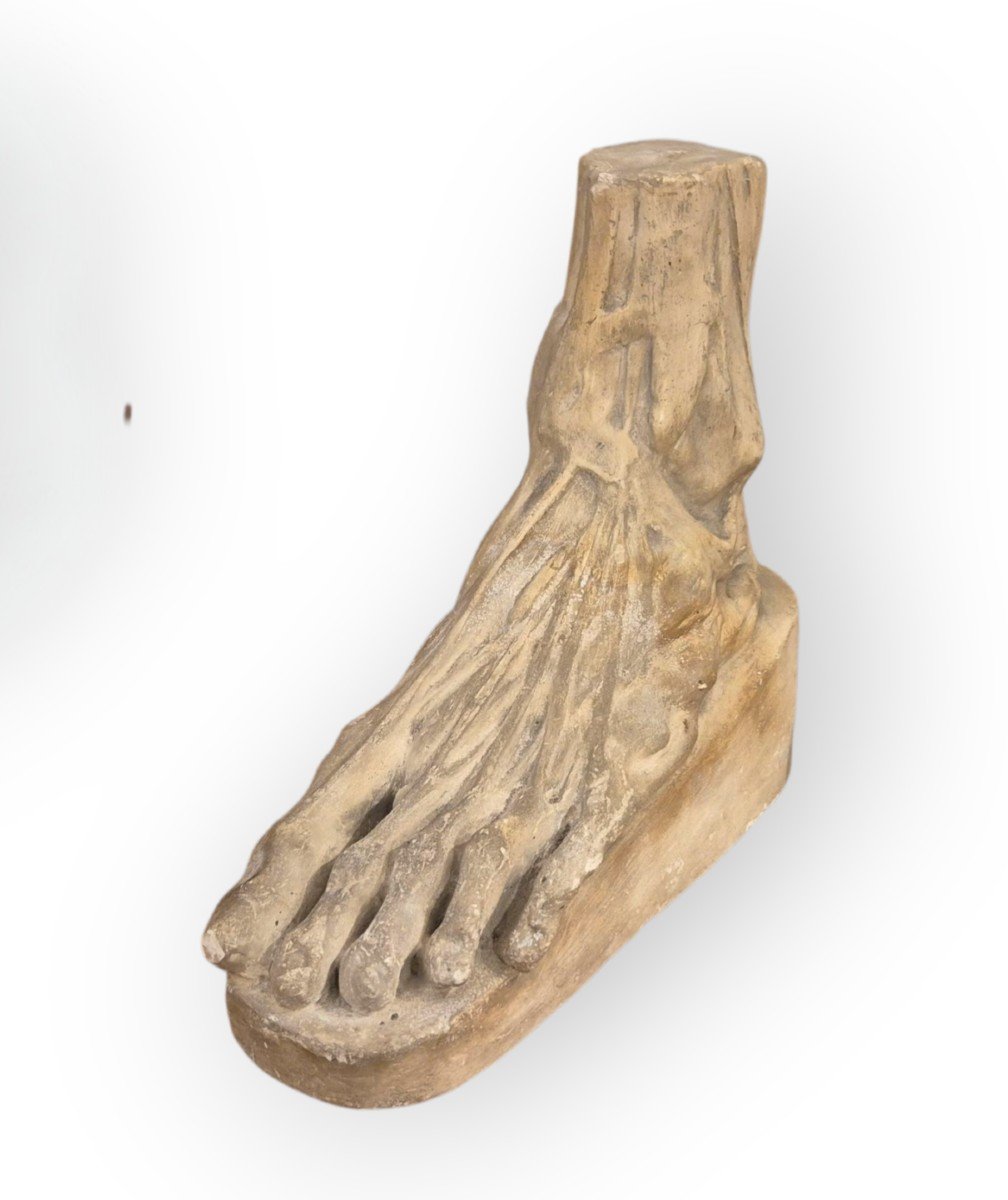 Piede anatomico, scultura in gesso, Italia XIX Secolo