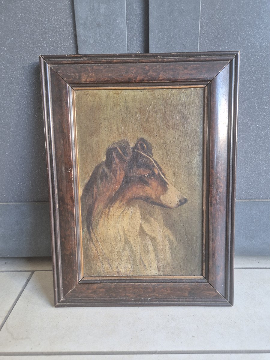 Ritratto di cane collie, dipinto , italia anni 40-photo-3