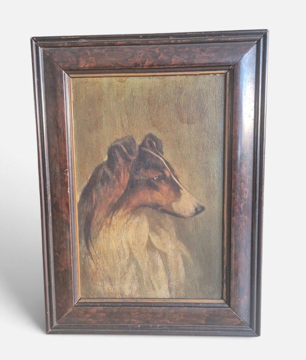 Ritratto di cane collie, dipinto , italia anni 40