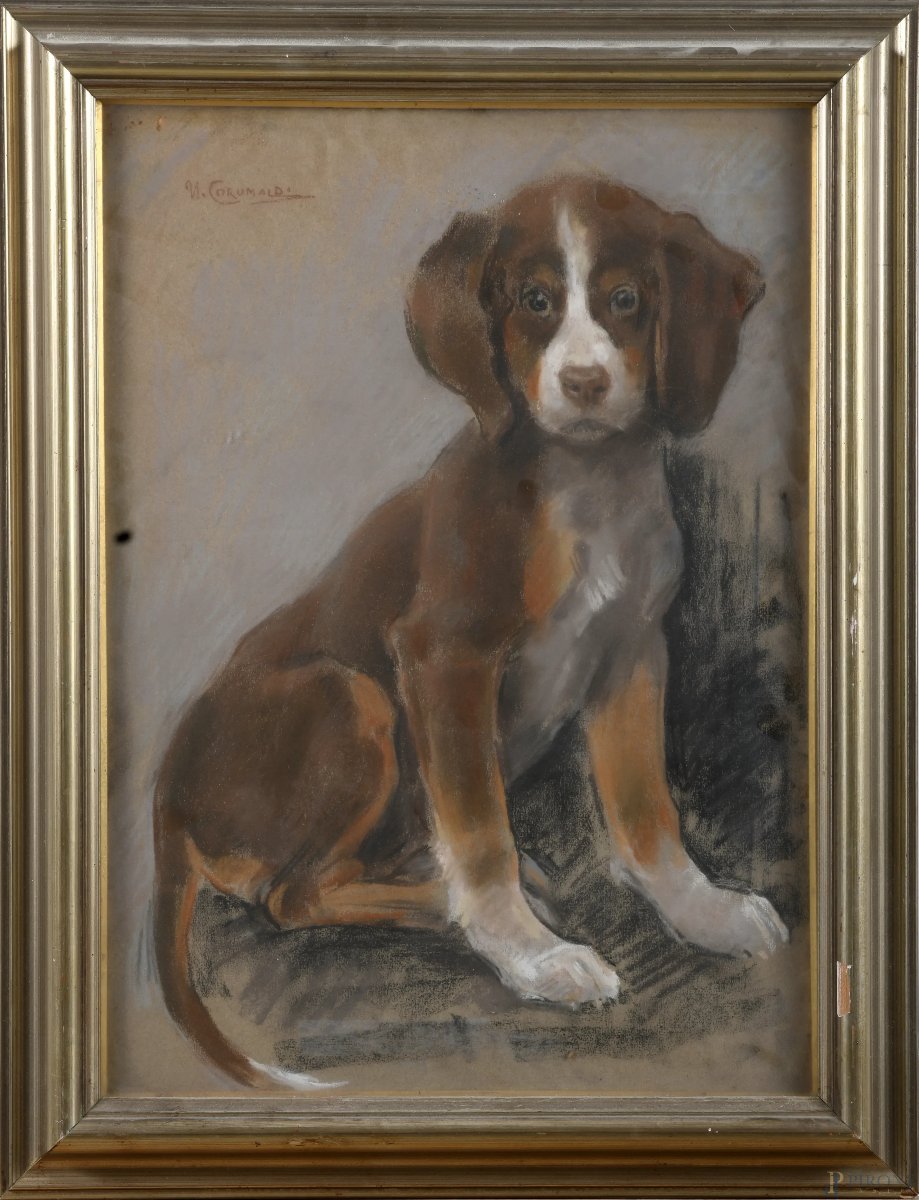 Ritratto di Cucciolo di cane , Dipinto, di U Coromaldi, Italia inizi XX Secolo 