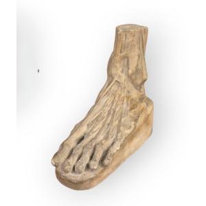 Piede anatomico, scultura in gesso, Italia XIX Secolo