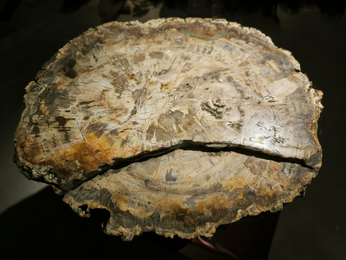 Grande tronco fossile -photo-2