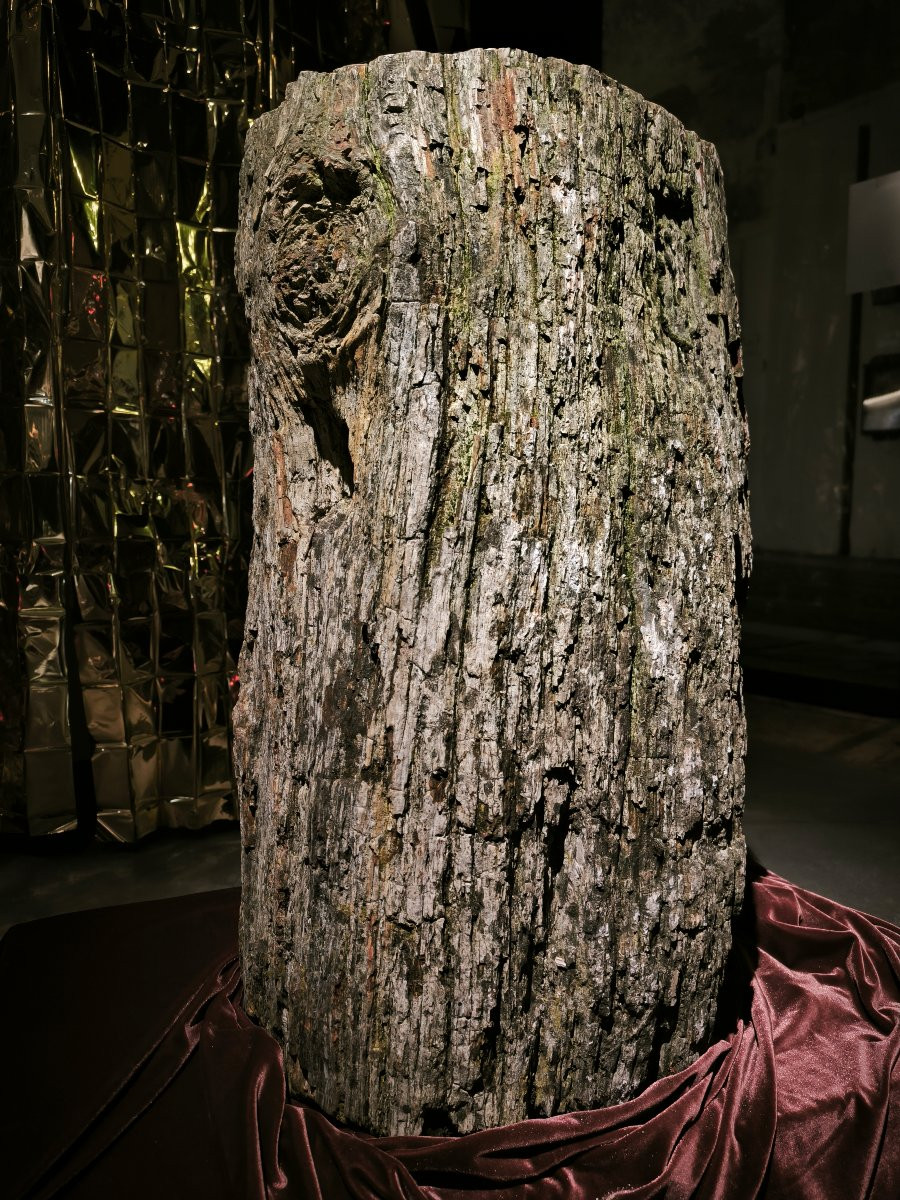 Grande tronco fossile -photo-3