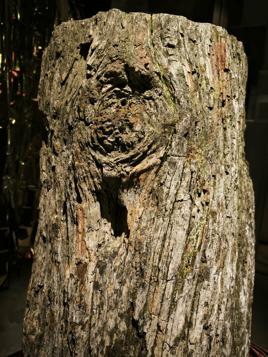 Grande tronco fossile -photo-4