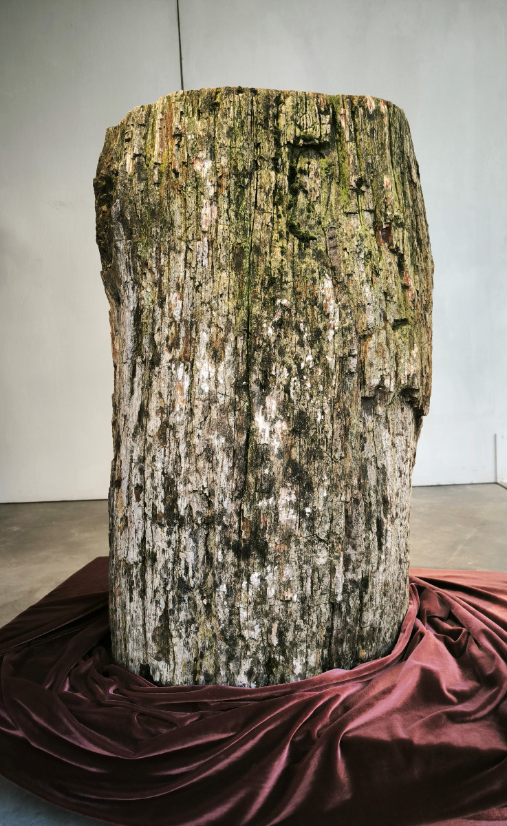 Grande tronco fossile 