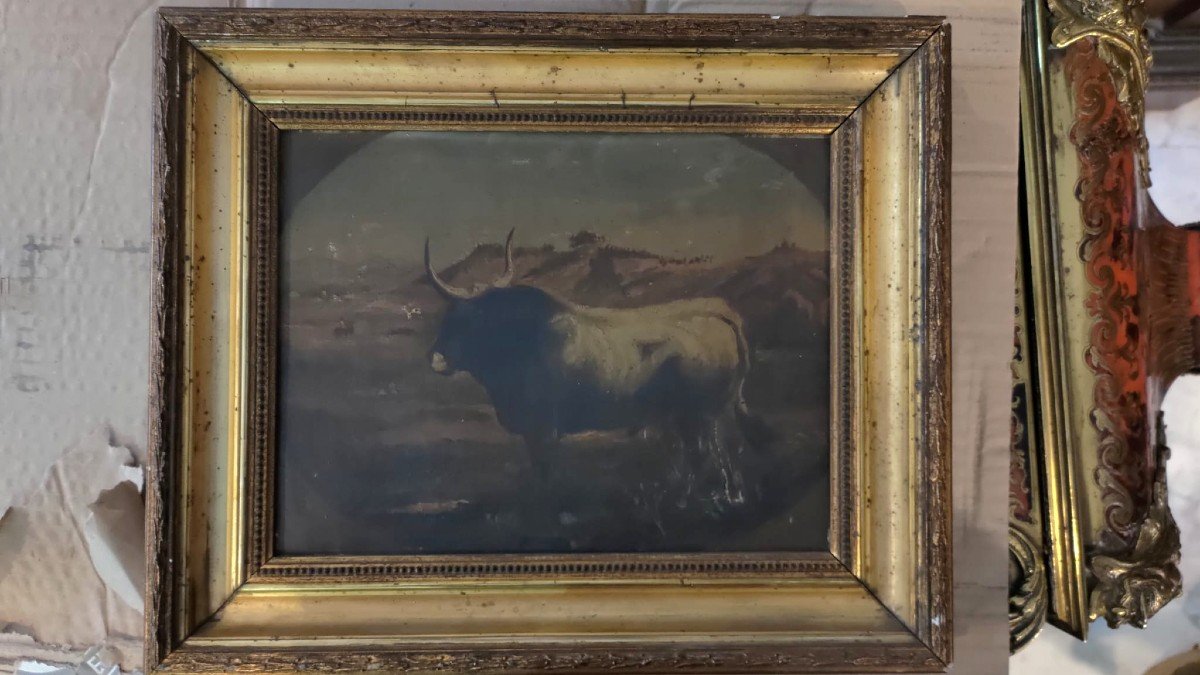 Quadretto raffigurante un toro, olio su tela, XVIII secolo 