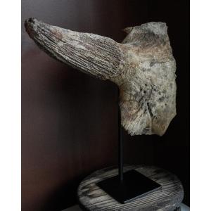 Late Pleistocene Steppe Bison Skull On Stand