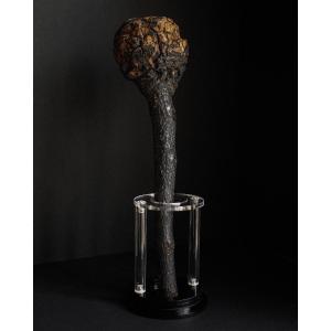 Native American War Club In Blackened Burl, From The Forests Of The Northeastern United States