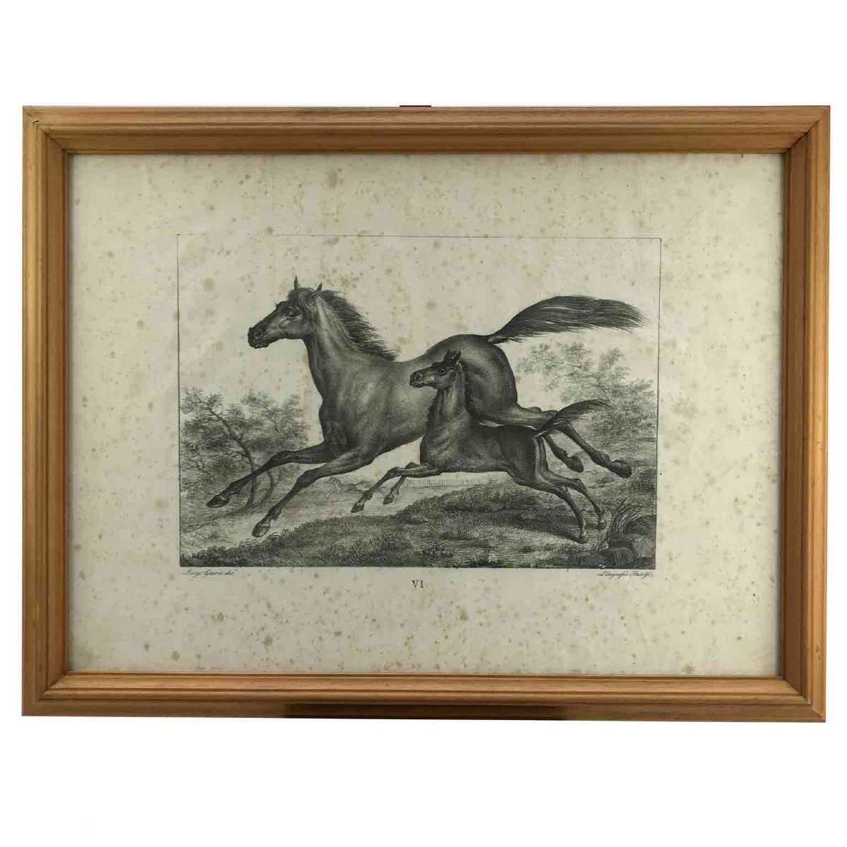 Luigi Giarré Razze di Cavalli Conosciute in Europa Firenze 1822-photo-6