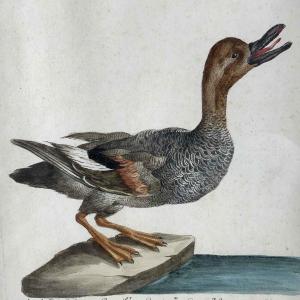 Saverio Manetti Anatra Selvatica Acquaforte Italiana Acquarellata a Mano 1770 ca