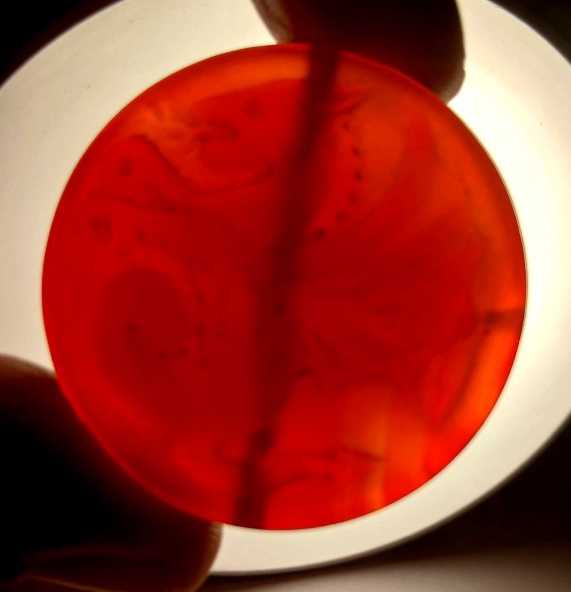 Il Drago e Croce Templare. Medaglione esoterico Templare con la Croce ed il Drago contrapposti.-photo-1