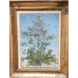 'Il Platano solitario'. Raffinato bozzetto opera del Maestro siciliano Francesco Lo Jacono.