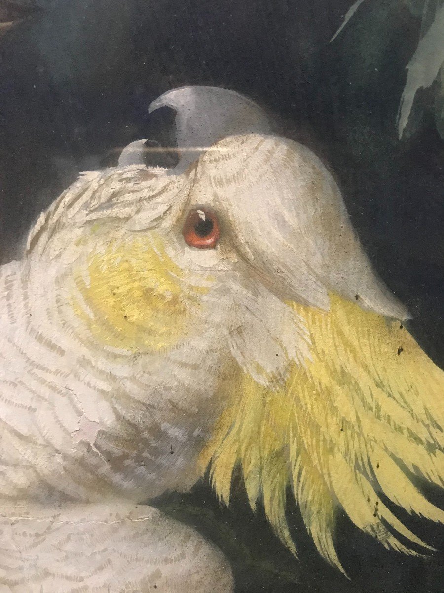 Friedrich Wilhelm Kunhert (attr) 2 gouaches pappagalli e ghiandaie- Germania Polonia-photo-4