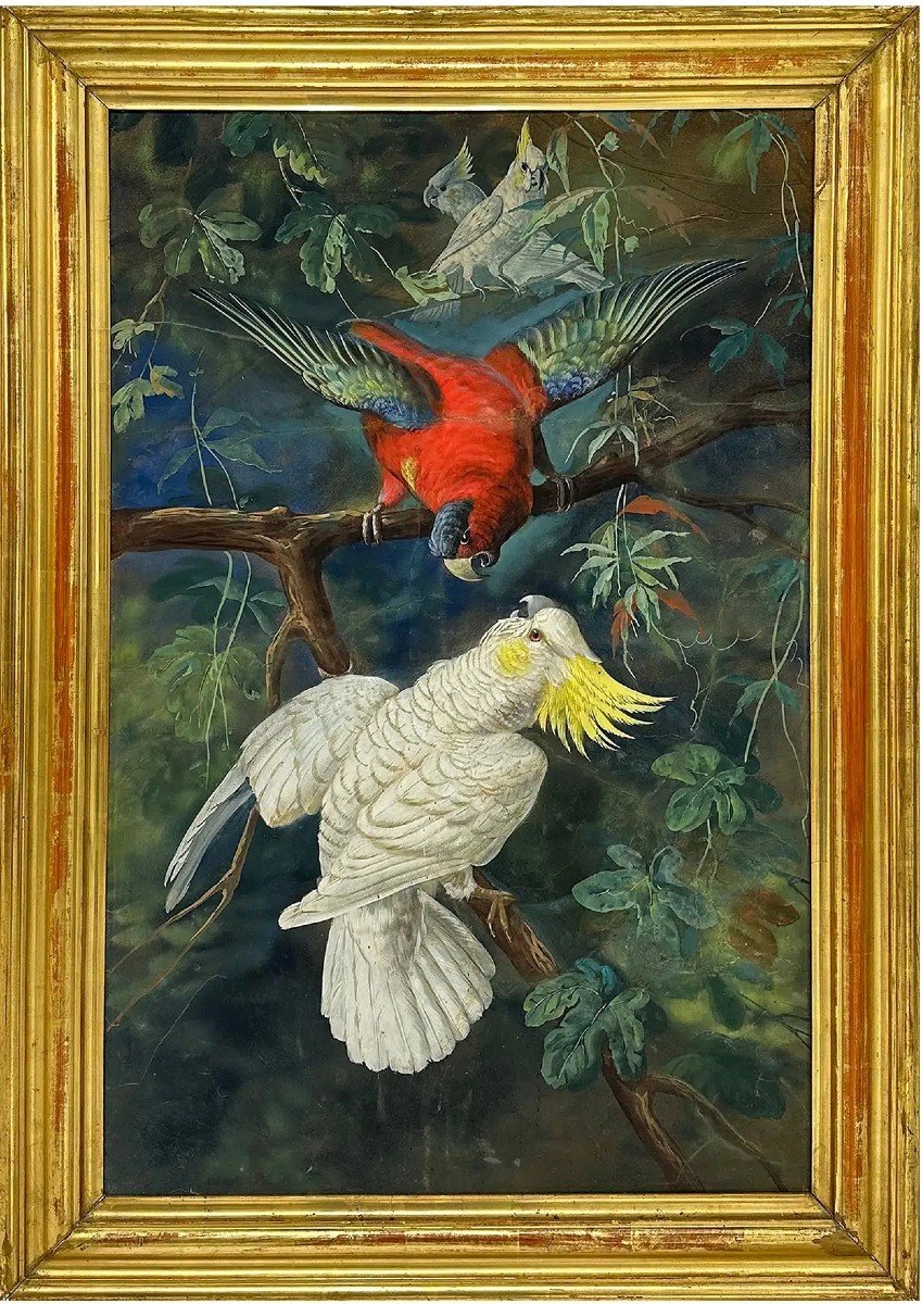 Friedrich Wilhelm Kunhert (attr) 2 gouaches pappagalli e ghiandaie- Germania Polonia