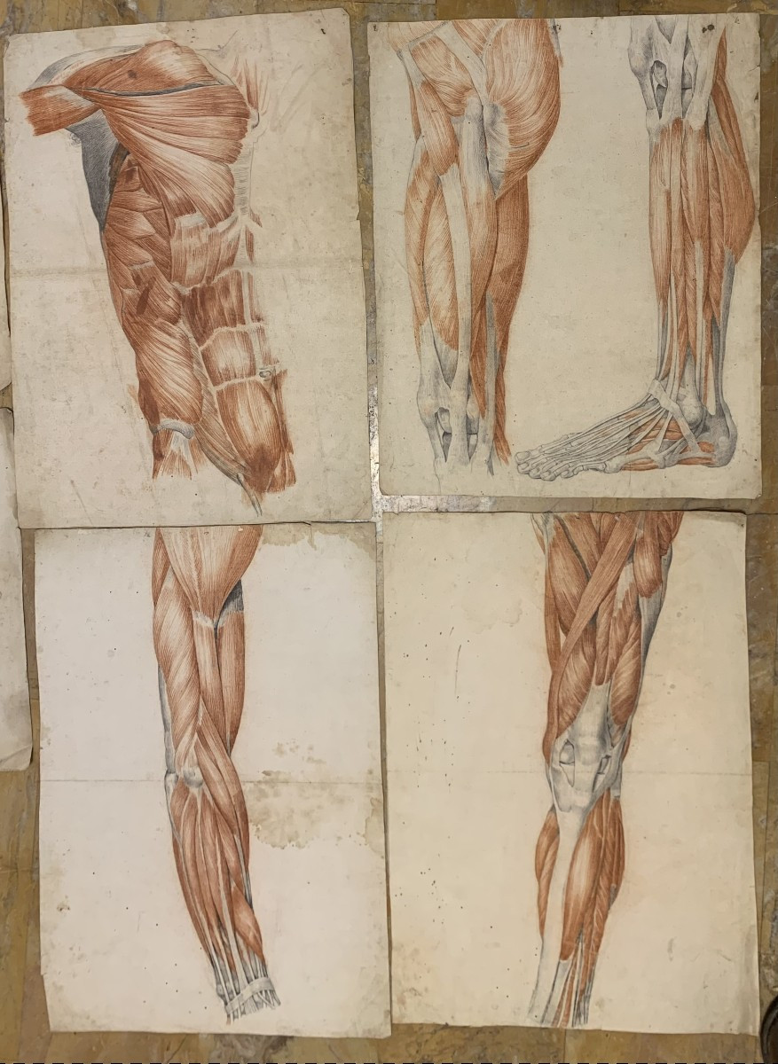 Studi accademici anatomia- 6 grandi disegni di studi di muscoli- 1820 ca accademia medicina-photo-2