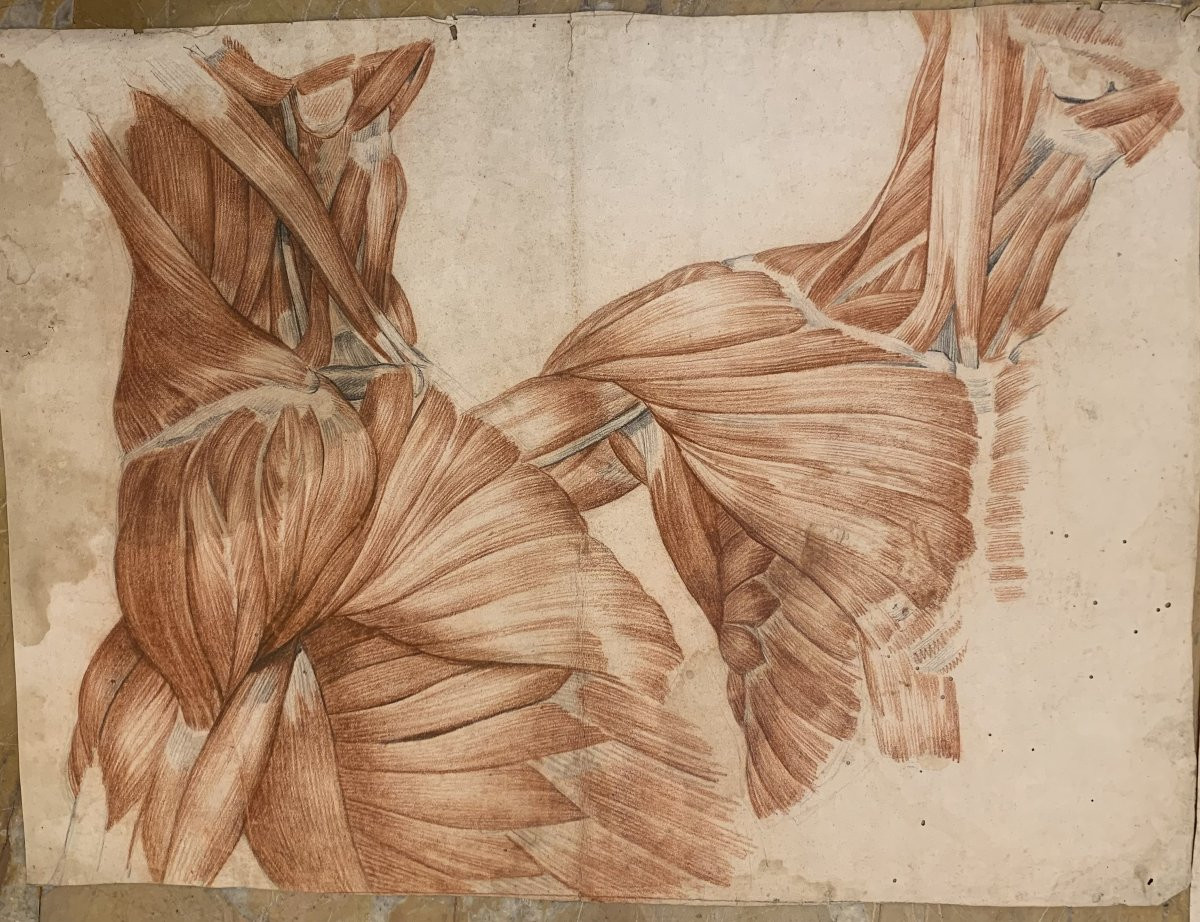 Studi accademici anatomia- 6 grandi disegni di studi di muscoli- 1820 ca accademia medicina-photo-3