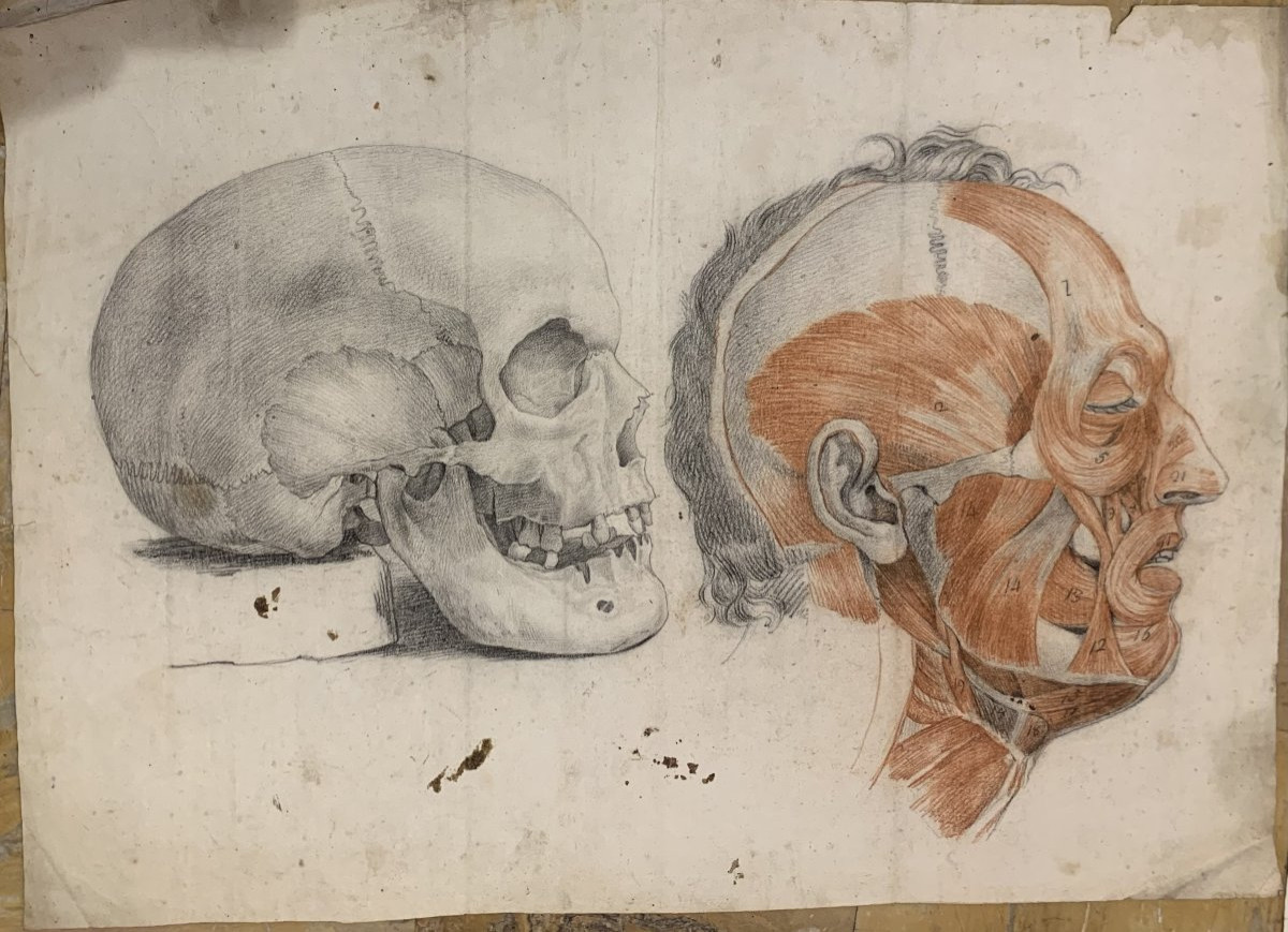 Studi accademici anatomia- 6 grandi disegni di studi di muscoli- 1820 ca accademia medicina-photo-4