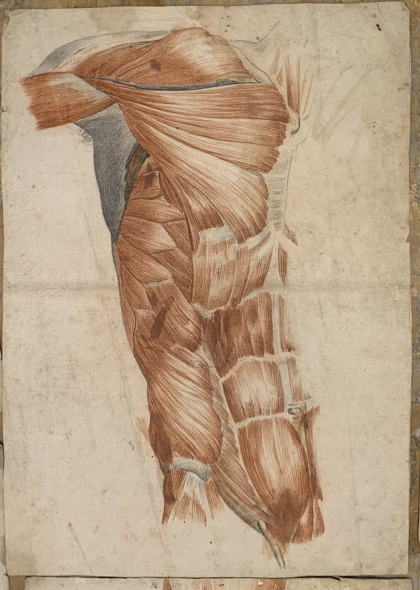 Studi accademici anatomia- 6 grandi disegni di studi di muscoli- 1820 ca accademia medicina-photo-1
