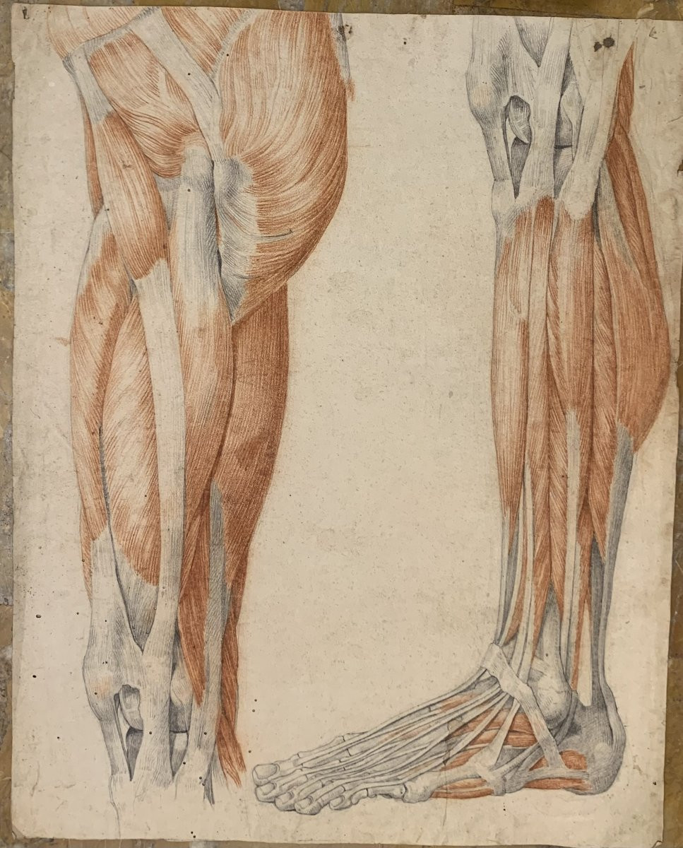 Studi accademici anatomia- 6 grandi disegni di studi di muscoli- 1820 ca accademia medicina-photo-2