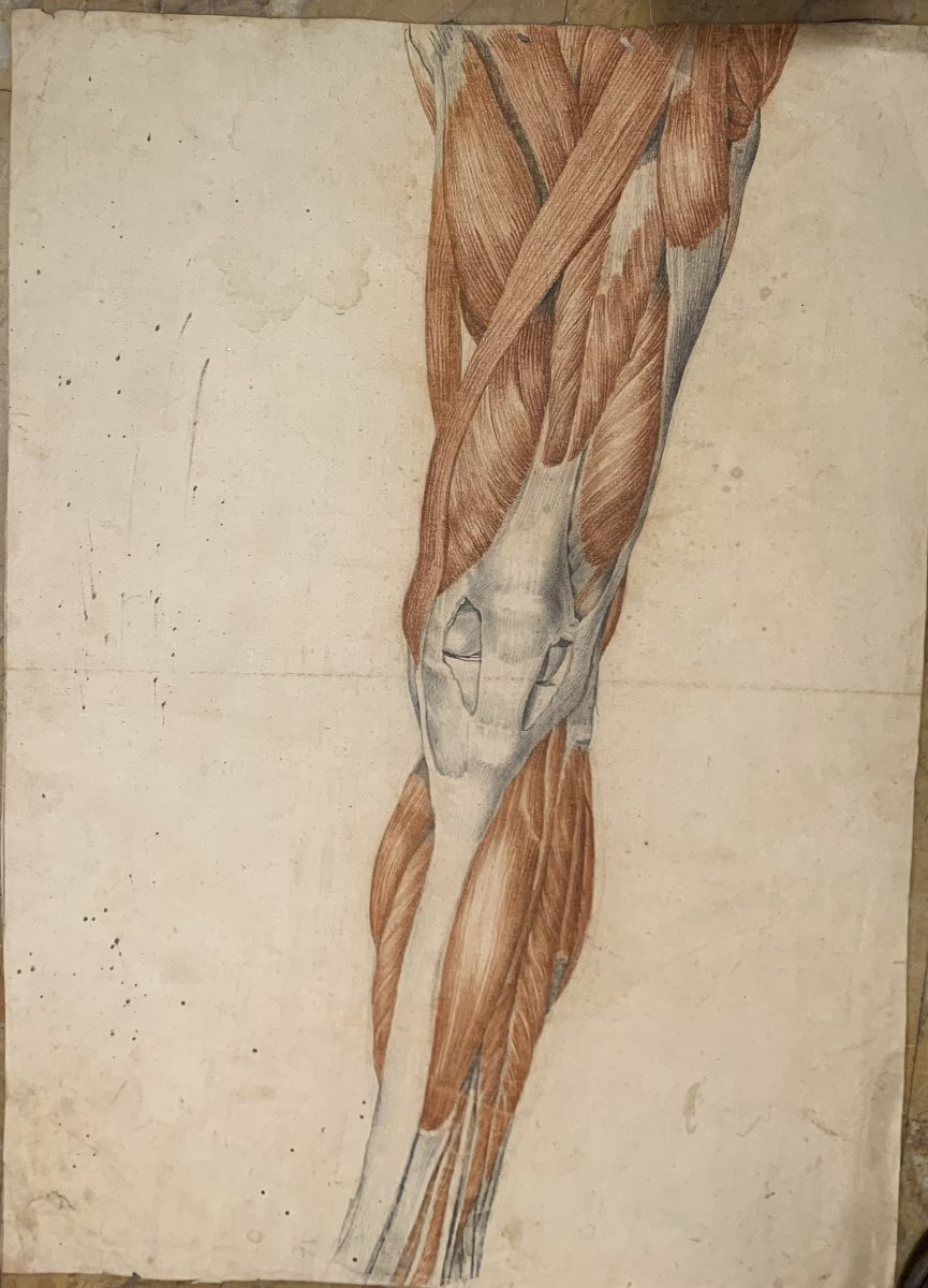 Studi accademici anatomia- 6 grandi disegni di studi di muscoli- 1820 ca accademia medicina-photo-3