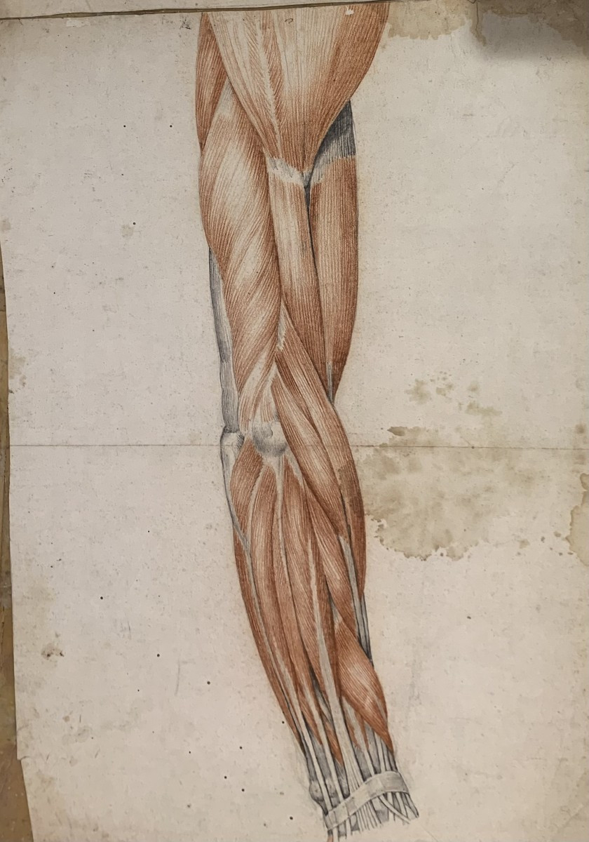 Studi accademici anatomia- 6 grandi disegni di studi di muscoli- 1820 ca accademia medicina-photo-4