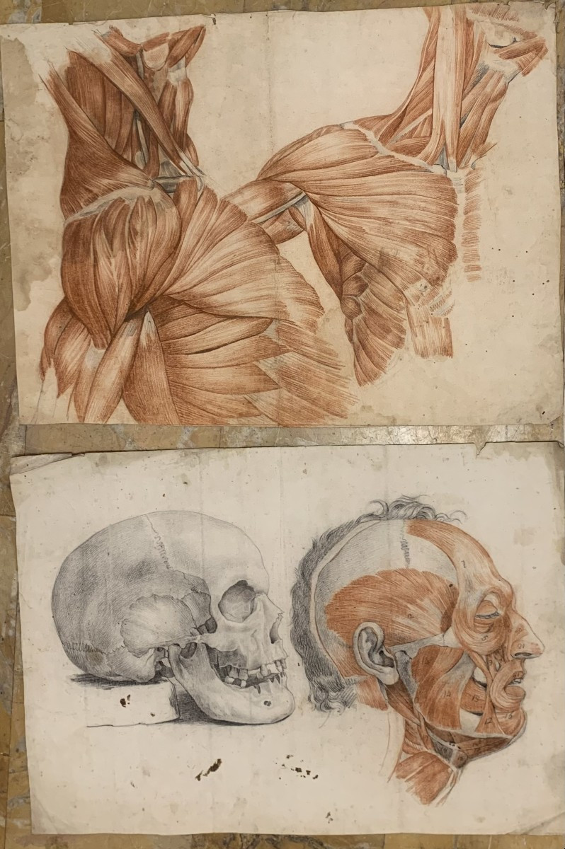 Studi accademici anatomia- 6 grandi disegni di studi di muscoli- 1820 ca accademia medicina