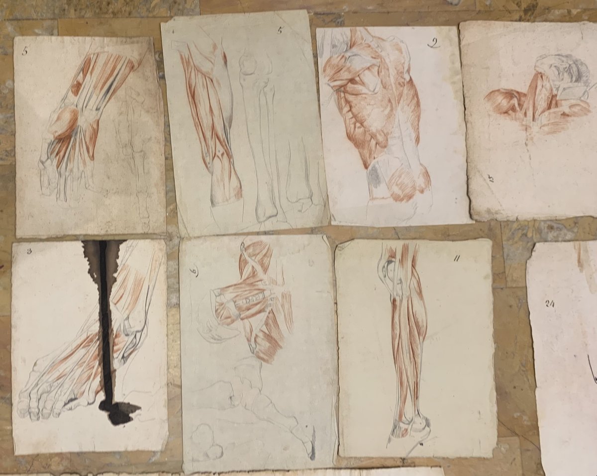 Anatomia accademica - 36 disegni di studi muscolari - 1820 e 1896 Accademia di Medicina nu-photo-2