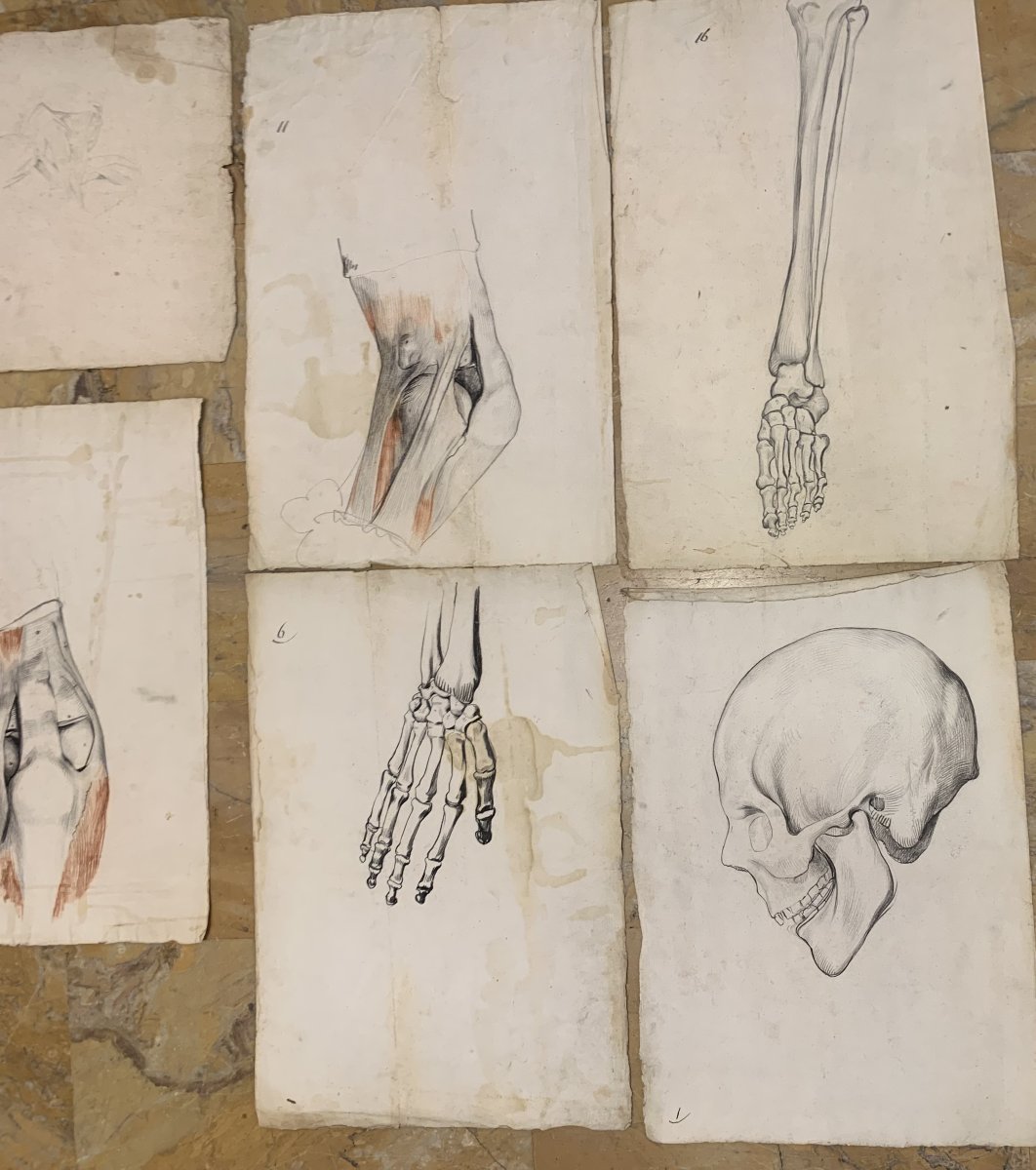 Anatomia accademica - 36 disegni di studi muscolari - 1820 e 1896 Accademia di Medicina nu-photo-4