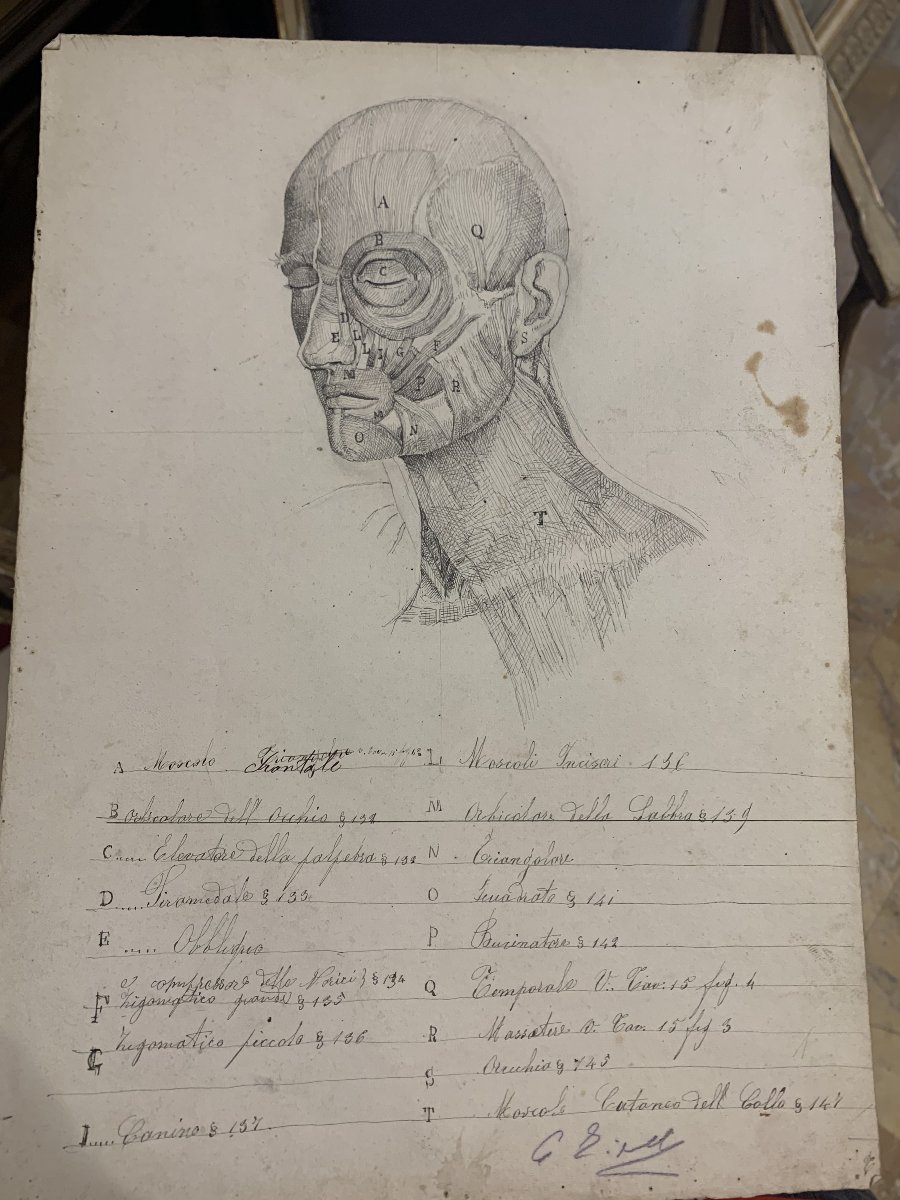 Anatomia accademica - 36 disegni di studi muscolari - 1820 e 1896 Accademia di Medicina nu-photo-1