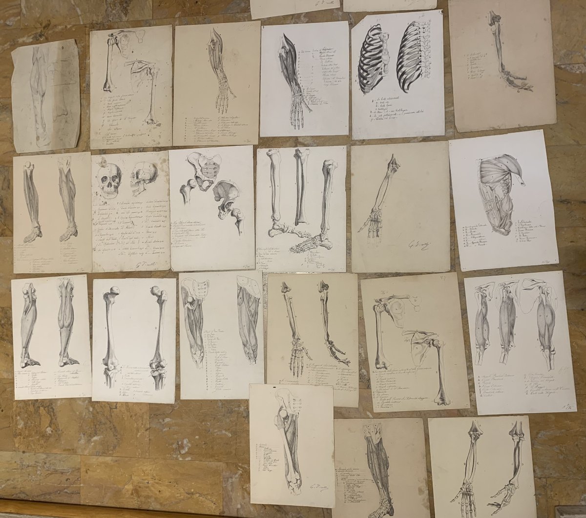 Anatomia accademica - 36 disegni di studi muscolari - 1820 e 1896 Accademia di Medicina nu-photo-2