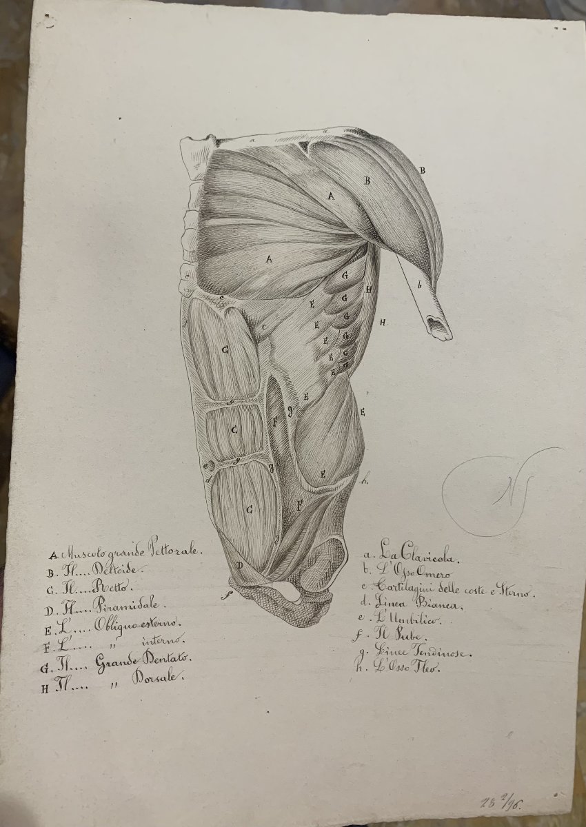 Anatomia accademica - 36 disegni di studi muscolari - 1820 e 1896 Accademia di Medicina nu-photo-3
