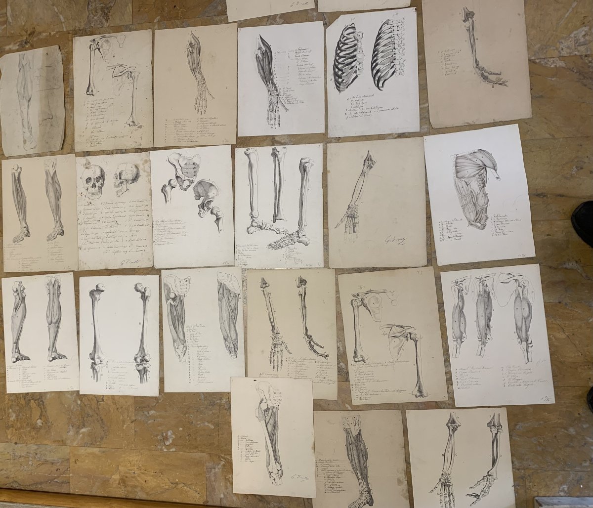 Anatomia accademica - 36 disegni di studi muscolari - 1820 e 1896 Accademia di Medicina nu-photo-4