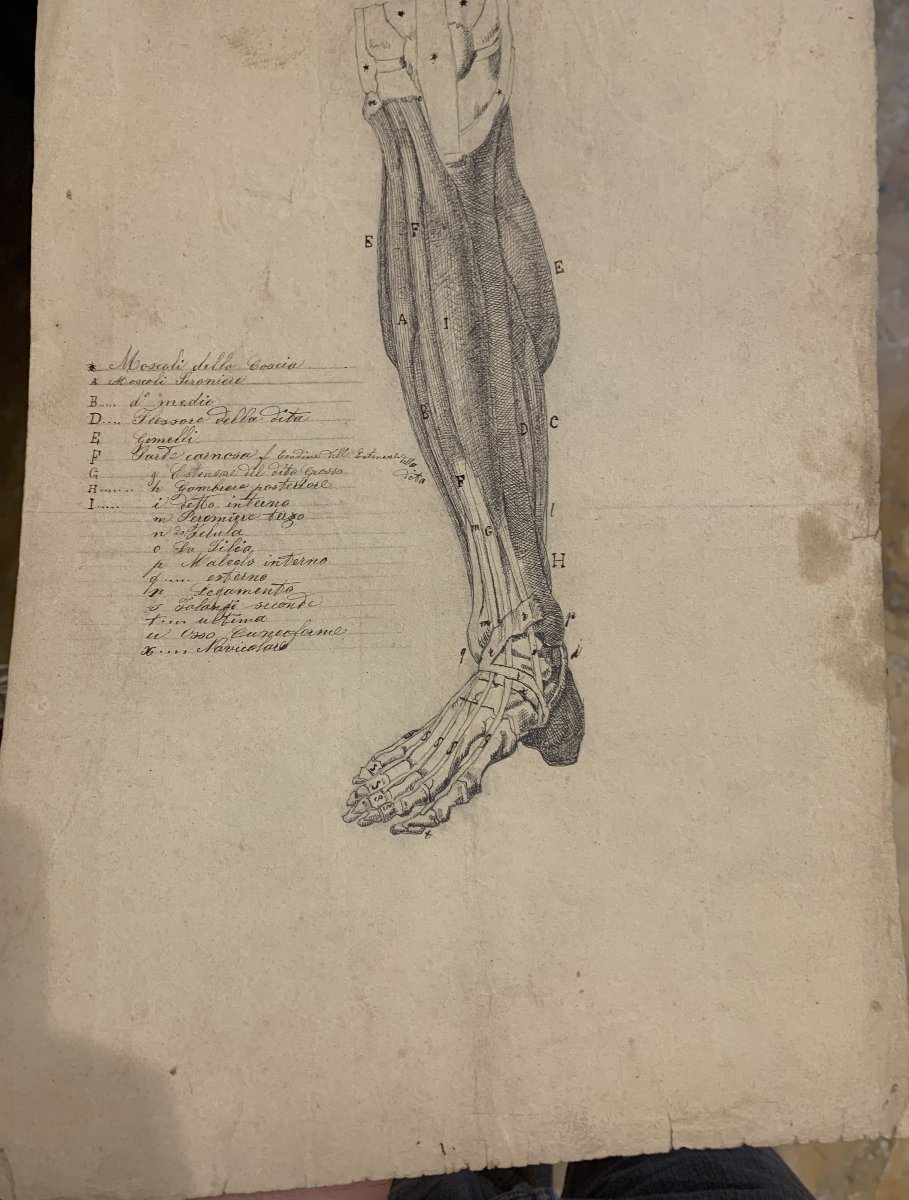 Anatomia accademica - 36 disegni di studi muscolari - 1820 e 1896 Accademia di Medicina nu-photo-5