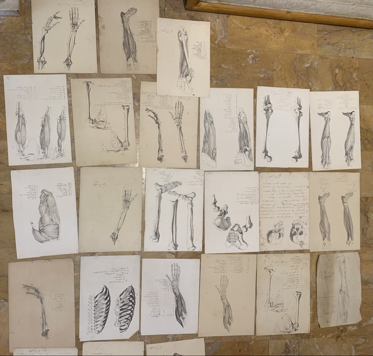 Anatomia accademica - 36 disegni di studi muscolari - 1820 e 1896 Accademia di Medicina nu-photo-6